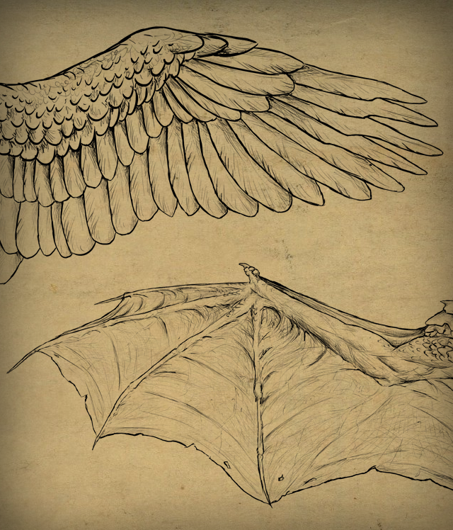 640x748 Taking Flight A Beginner's Guide Into Drawing Wings