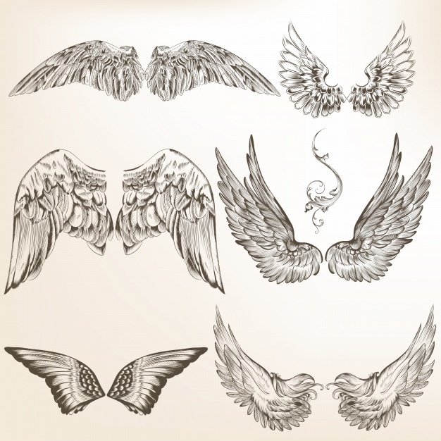 626x626 Wings Drawing Vectors, Photos And Psd Files Free Download