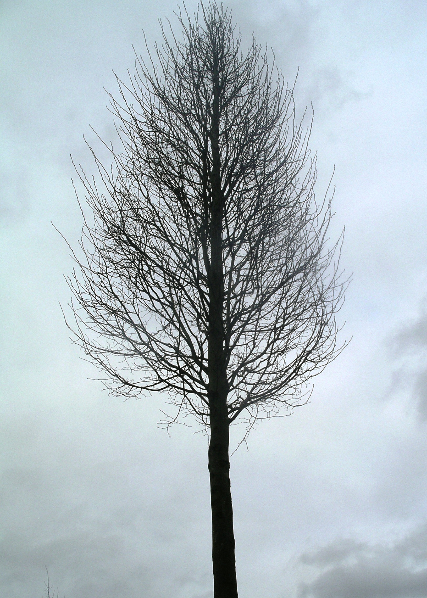 1631x2285 Garden Tree In Winter Tim Austen Garden Designs
