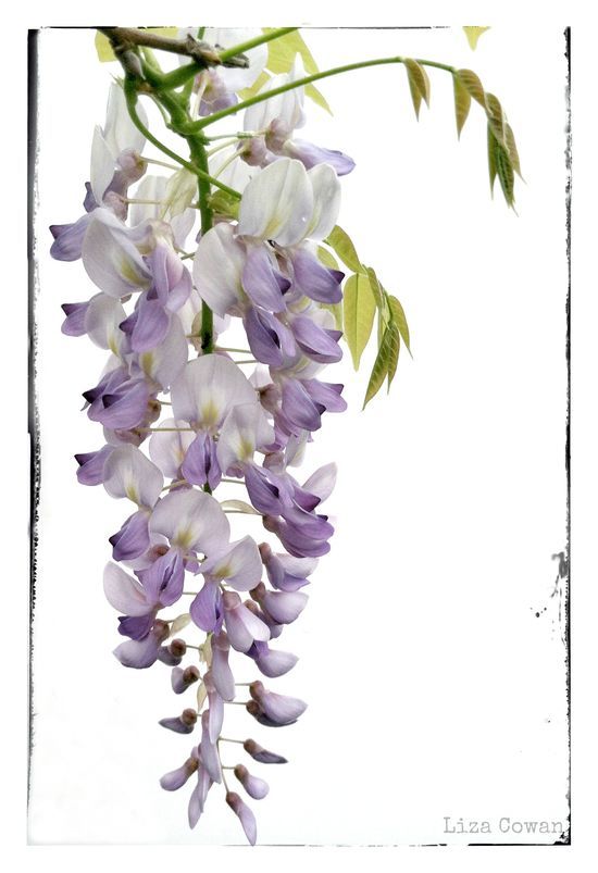 550x803 Hanging Wisteria Photograph Cowan See Saw Images From My