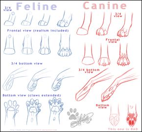 290x270 Cat Dog Drawing Art Wolf Cats Draw Feline Vs Felines Anatomy