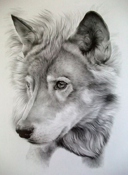 500x683 Wolf