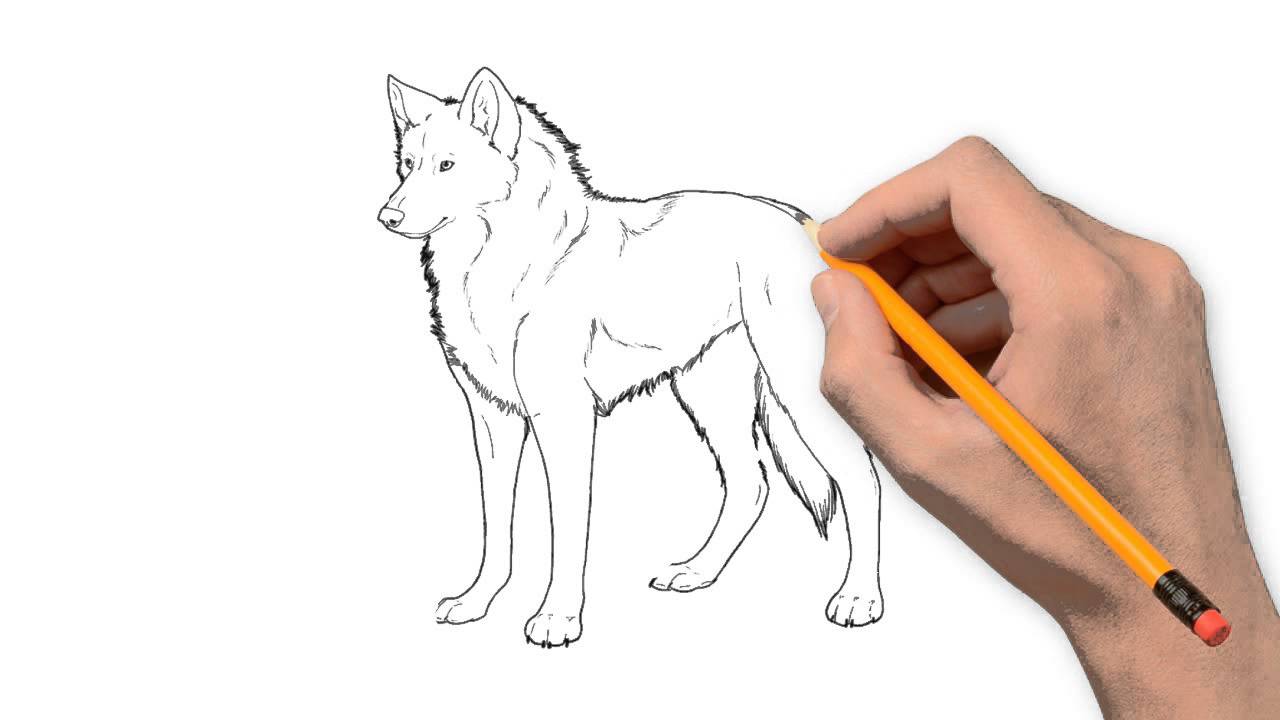 1280x720 Wolf Animals Pencil To Draw Step By Step