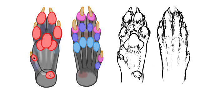688x293 How To Draw A Wolf Head And Shoulders, Knees And Paws
