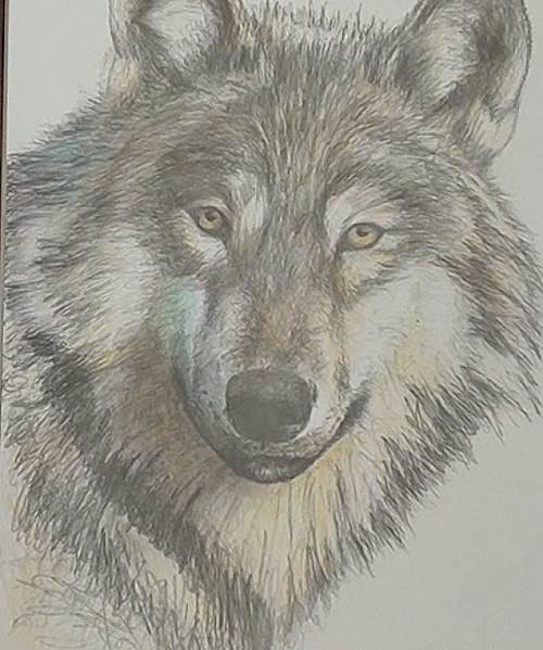 500x599 How To Draw A Wolf In Pencil Online Art Lessons