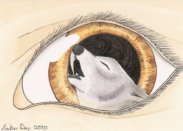 720x516 This Is Some Amazing Fanart!!! Wolves Of Mercy Falls