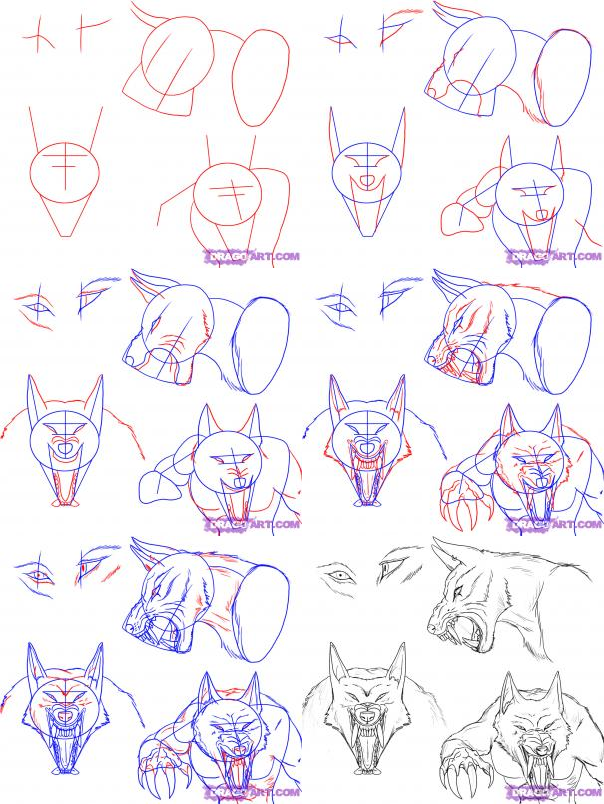 604x804 How To Draw Wolves