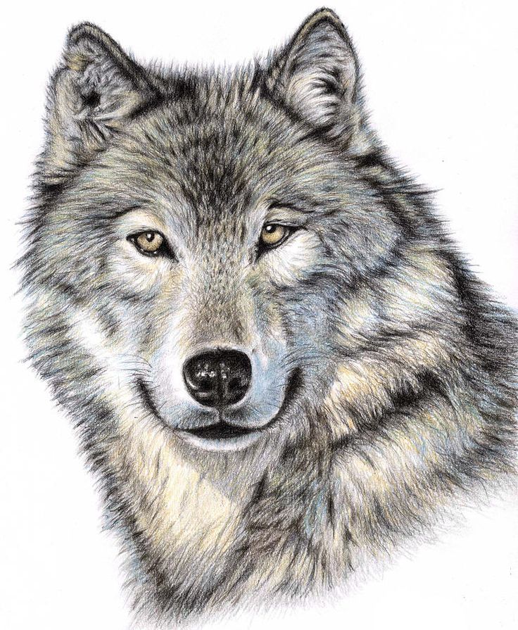736x895 Pictures Wolf Face Drawing In Pencil,