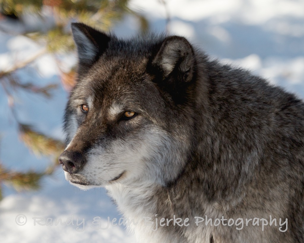 1024x819 Snarling Wolf Side View Drawing Wolf Face Side View Viewing