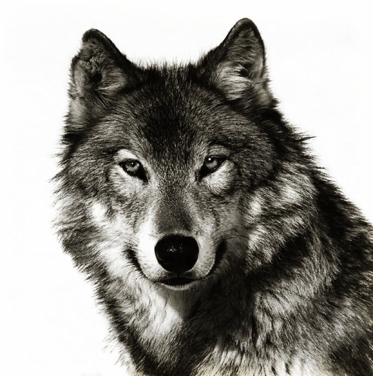 736x740 Wolf Tattoo Wolf Face Tattoo Idea Tattoos Animals