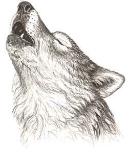 250x300 Public Wolf Howls Algonquin Provincial Park The Friends
