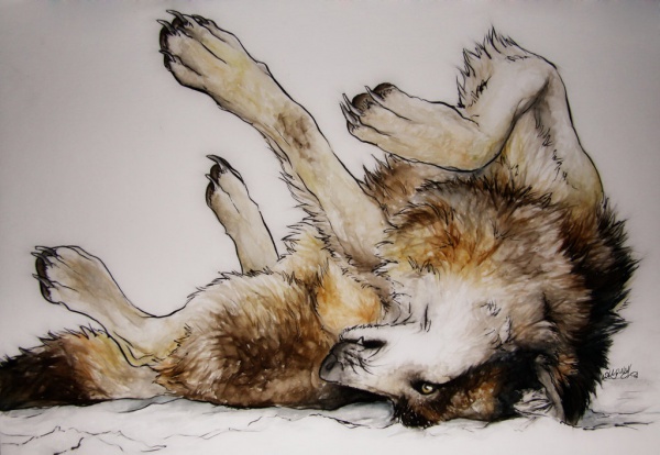 600x414 Wolf Drawings