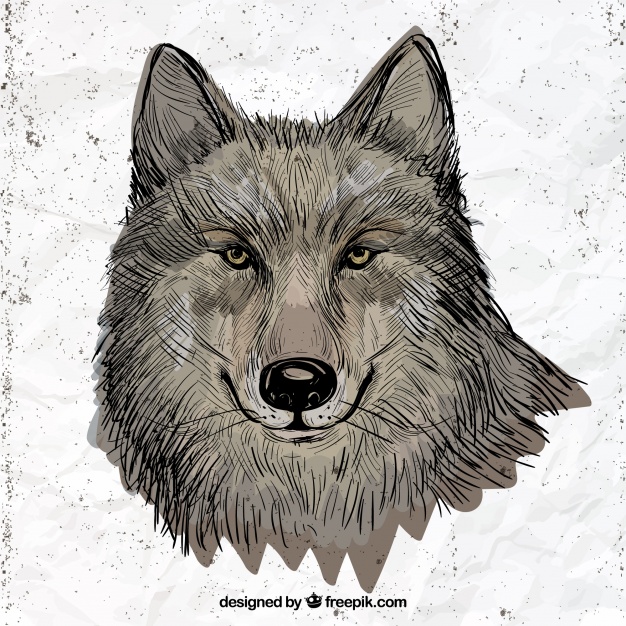 626x626 Hand Drawn Wolf Illustration Vector Free Download