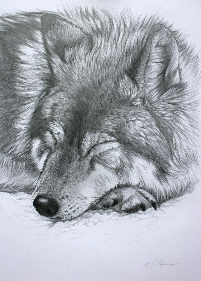 643x900 Sleeping Wolf Drawing