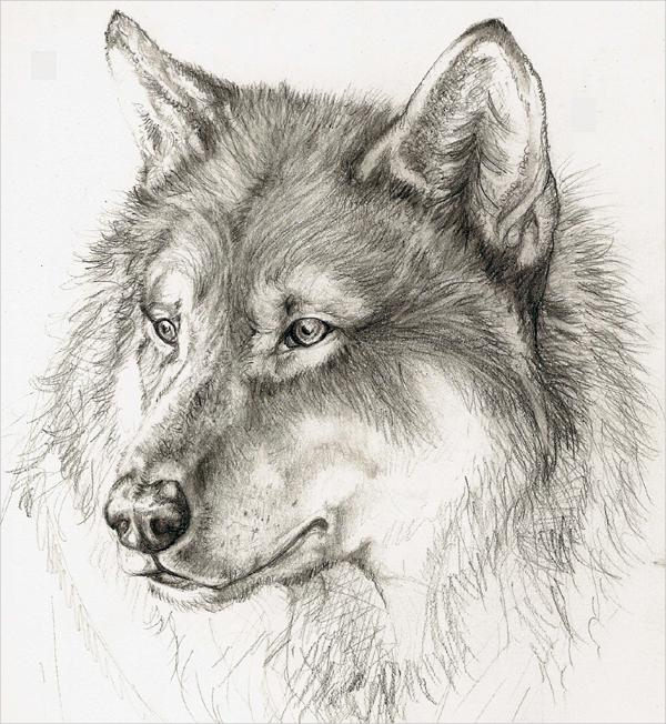 600x652 Pencil Drawing Of A Wolf Drawn Wolf Pencil Sketch Pencil And