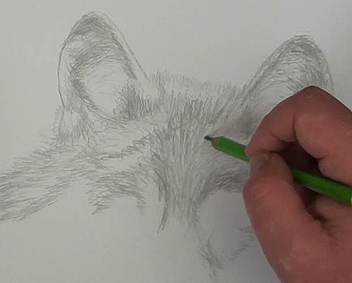 499x402 How To Draw A Wolf In Pencil Online Art Lessons