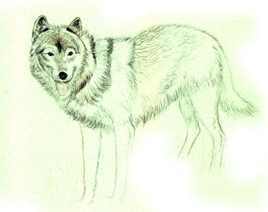 900x713 How To Draw A Wolf In Colored Pencil Drawing Step, Wolf