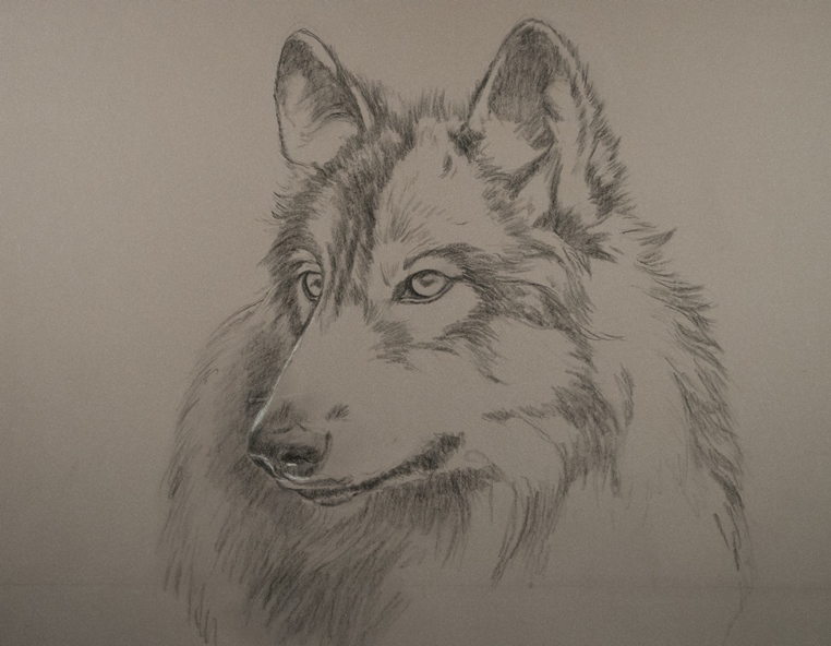 762x592 New Painting With Pastel Pencils Wolf Portraits
