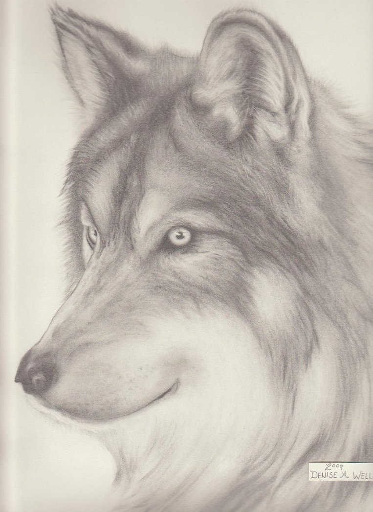 763x1047 Pencil Drawing Of A Wolf Colored Pencil Drawing Of Man's Best