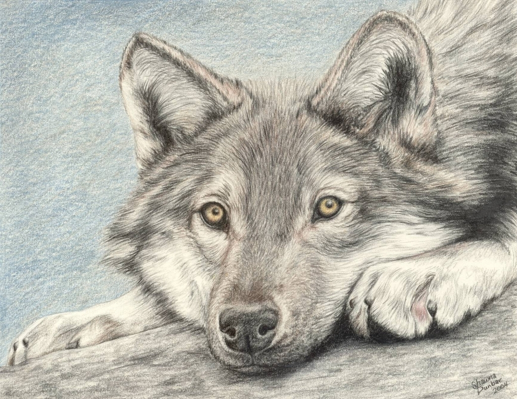 1024x791 Pencil Drawing Of A Wolf Pencil Drawing Of A Wolf
