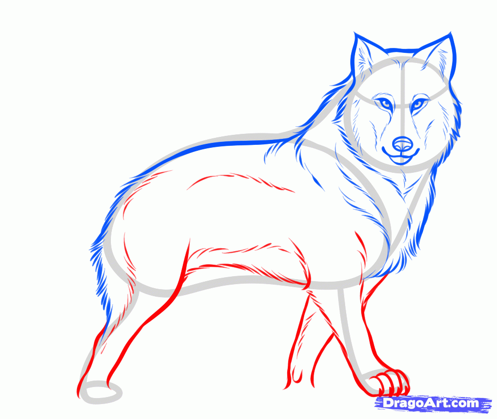 995x839 Wolf Drawings Step By Step How To Draw A Gray Wolf, Timber Wolf