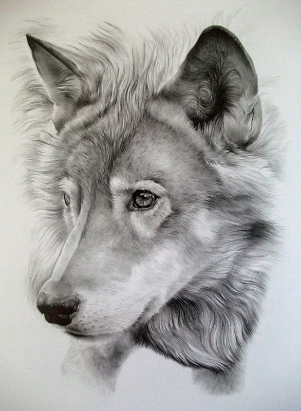 586x800 The Lupine Stare Pencil On Paper
