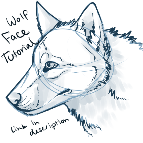 500x500 Wolf Face Drawing Tutorial Wolf Face Video Tutorial By Art
