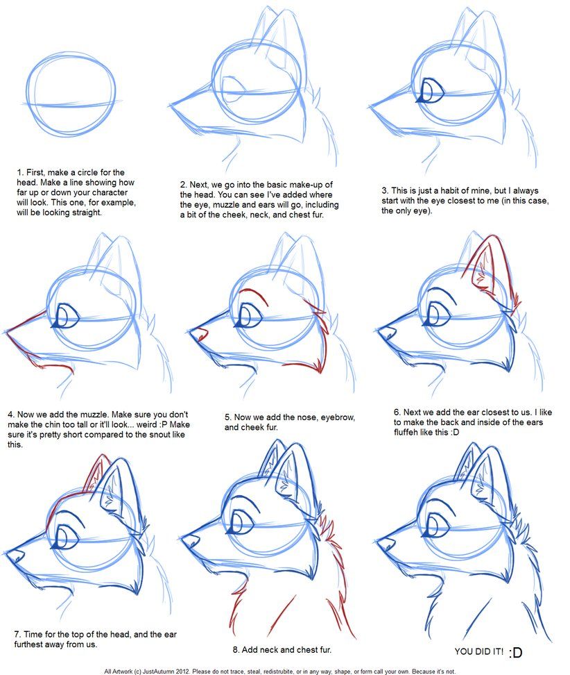 822x972 How To Draw Canine Profile Tutorial By Justautumn