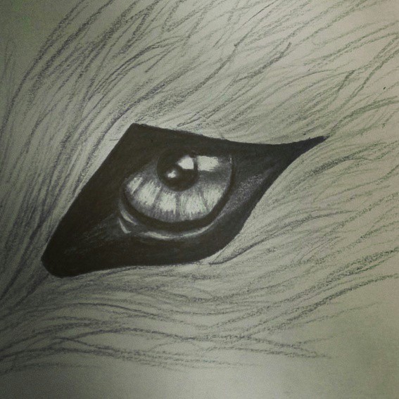 Wolf Eye Drawing at GetDrawings | Free download