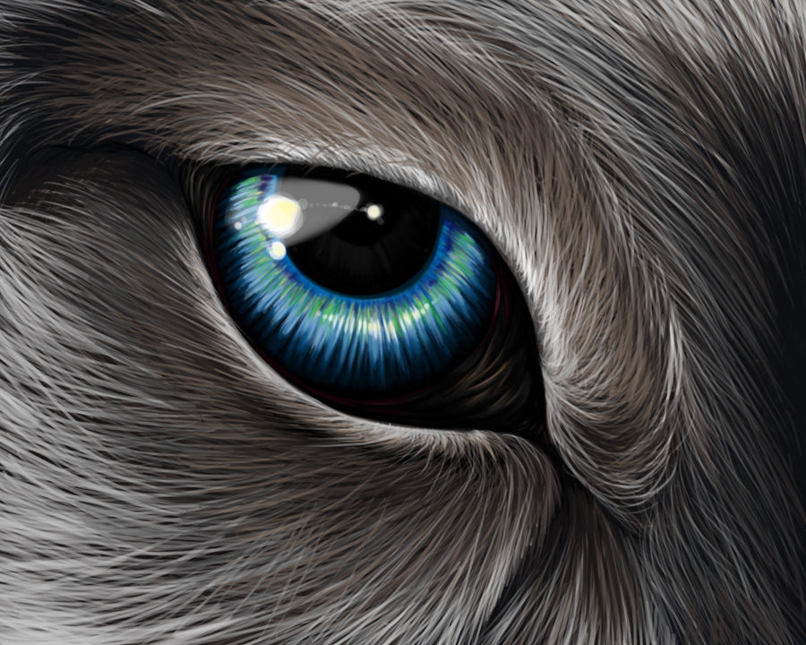 900x720 Artists Painting Reflections In Eyes Wolf's Eye By ~ehioe