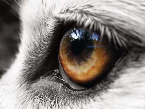 500x375 Photos Wolf Eye,