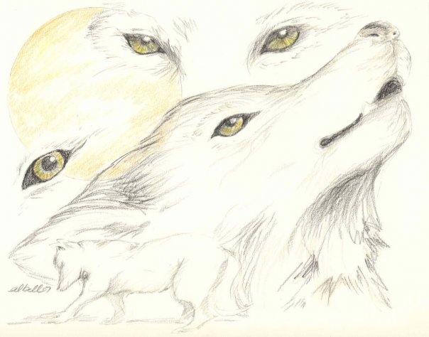 604x474 Wolf Sketches Drawing Conclusions
