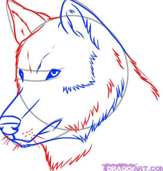 Wolf Face Drawing Step By Step at GetDrawings | Free download