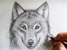 236x177 How To Draw A Wolf Head Step By Step Lesson