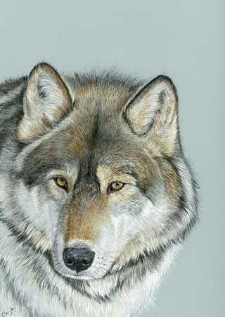 Wolf Faces Drawing at GetDrawings | Free download