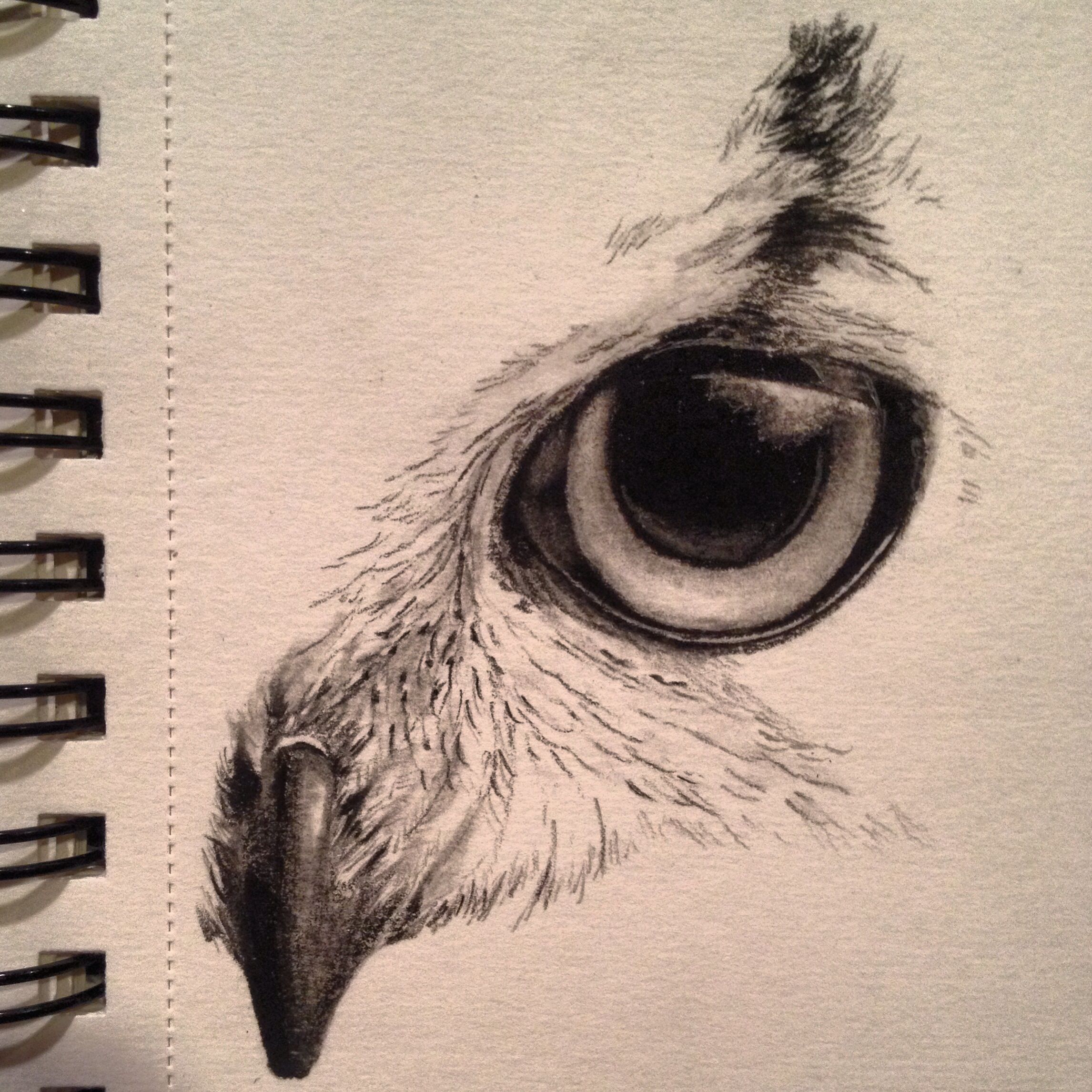 2292x2292 Owl Sketch By Kayleigh Foley