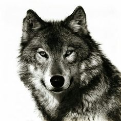 236x237 Wolf Head Wolf, Google And Julie Bell