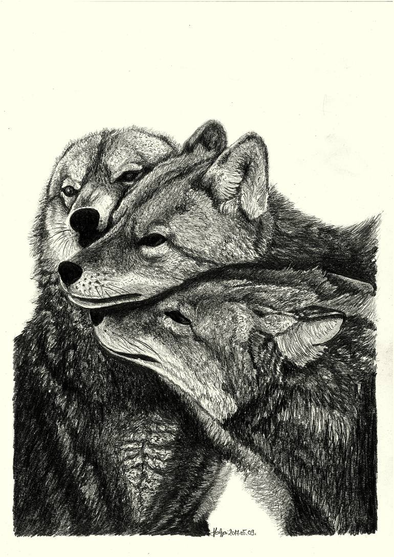 Wolf Family Drawing at GetDrawings | Free download