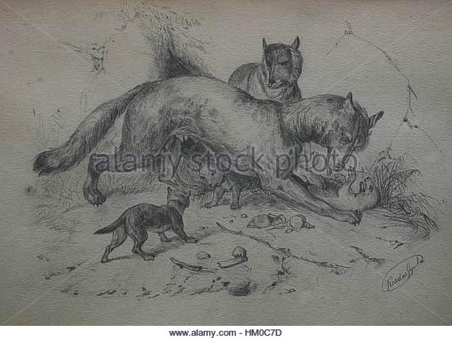 640x481 Wolf Family Drawing Stock Photos Amp Wolf Family Drawing Stock