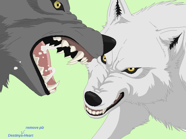 640x479 Wolf Fight Base 2 By Destinys Heart Drawing Ideas For Drawing