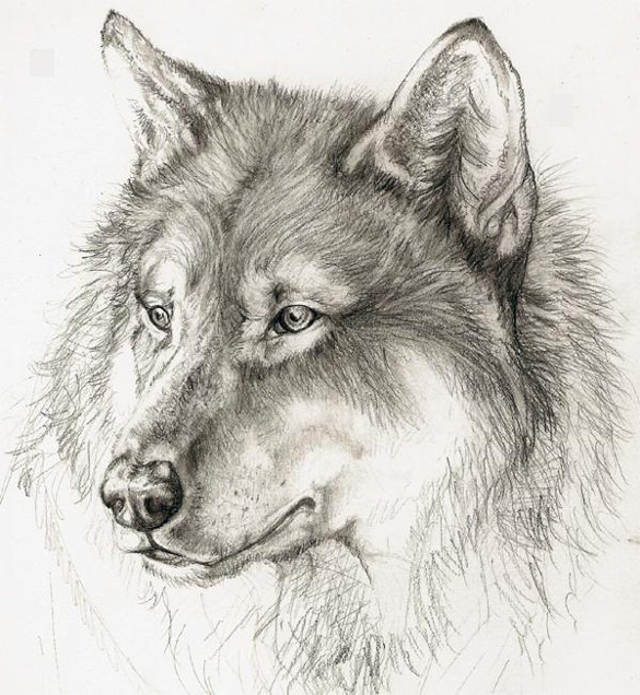 585x636 Wolf Drawing Free Printable Pdf, Jpeg Format Download