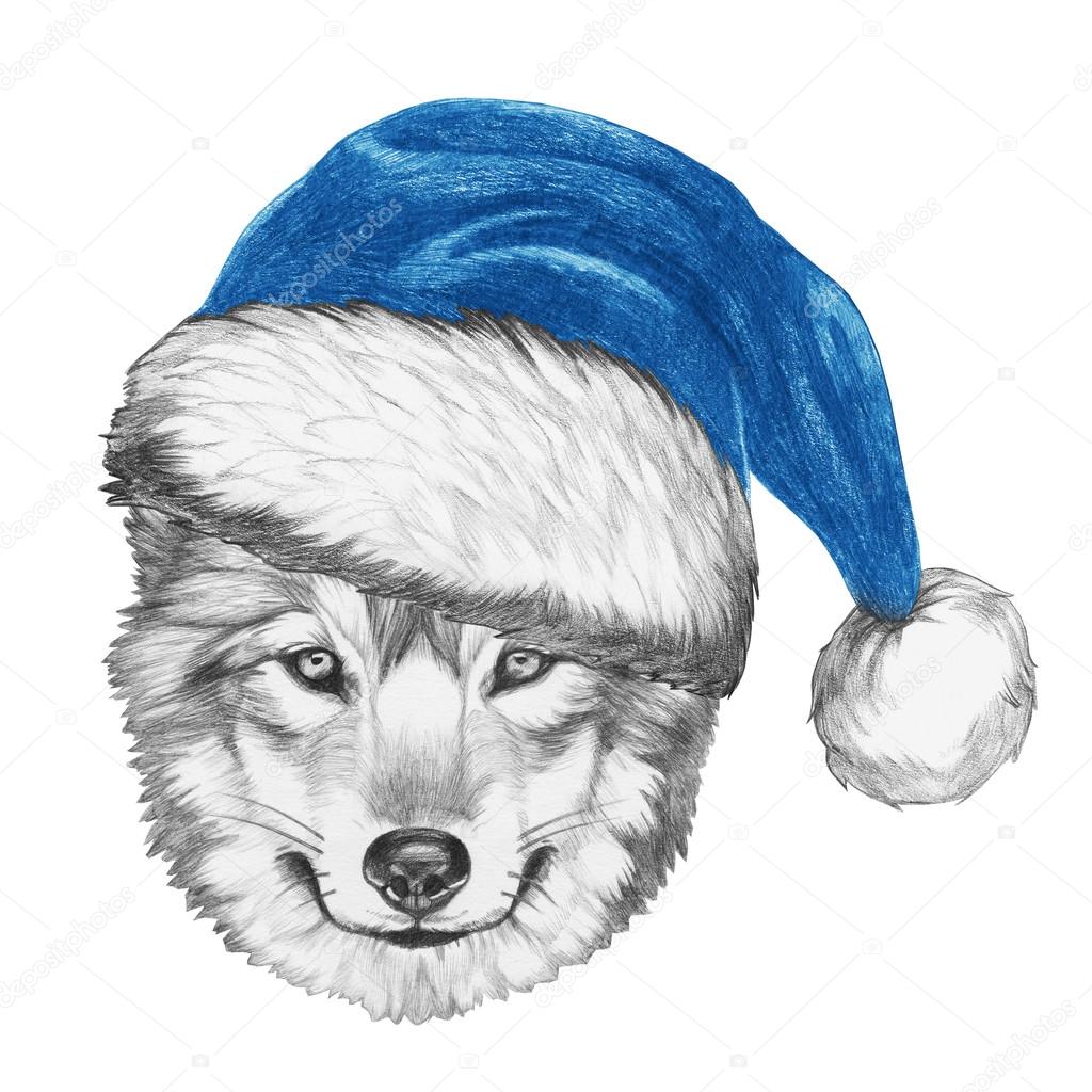 1024x1024 Wolf With Santa Hat Stock Photo Victoria Novak