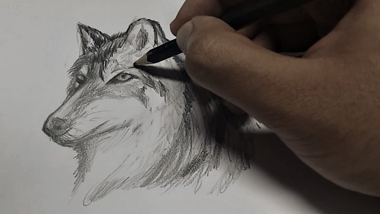 1280x720 How To Draw Wolf Head, Mexican Wolf