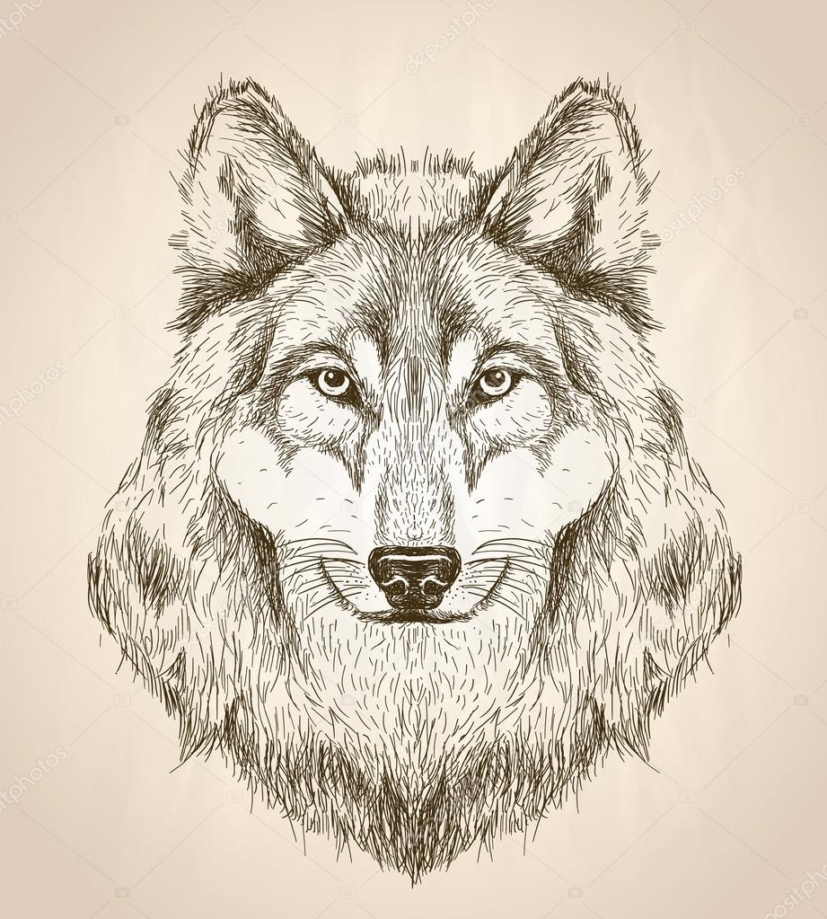 921x1023 Vector Sketch Illustration Of A Wolf Head Front View. Stock