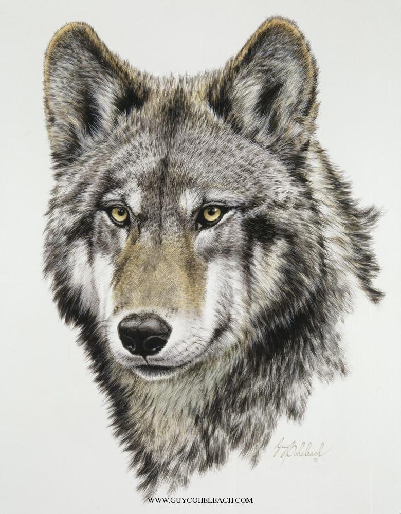 780x1000 Wolf Head, Timber By Guy Coheleach Wolf