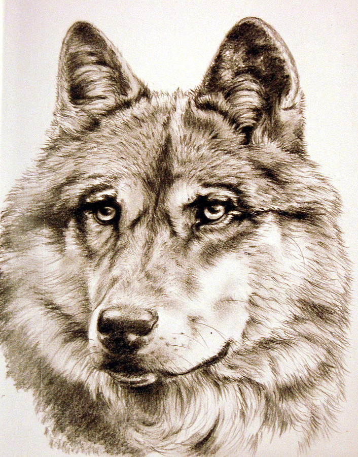 706x900 Wolf Head Study Drawing By Deb Owens Lowe
