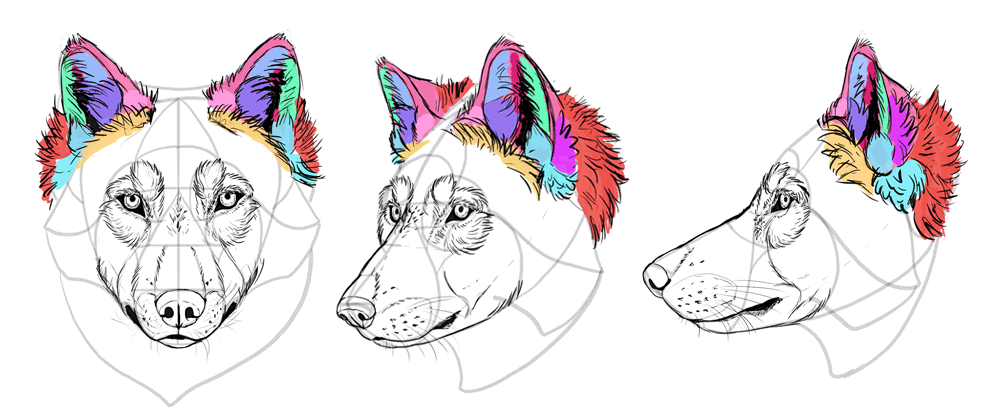 1000x416 How To Draw A Wolf Head And Shoulders, Knees And Paws