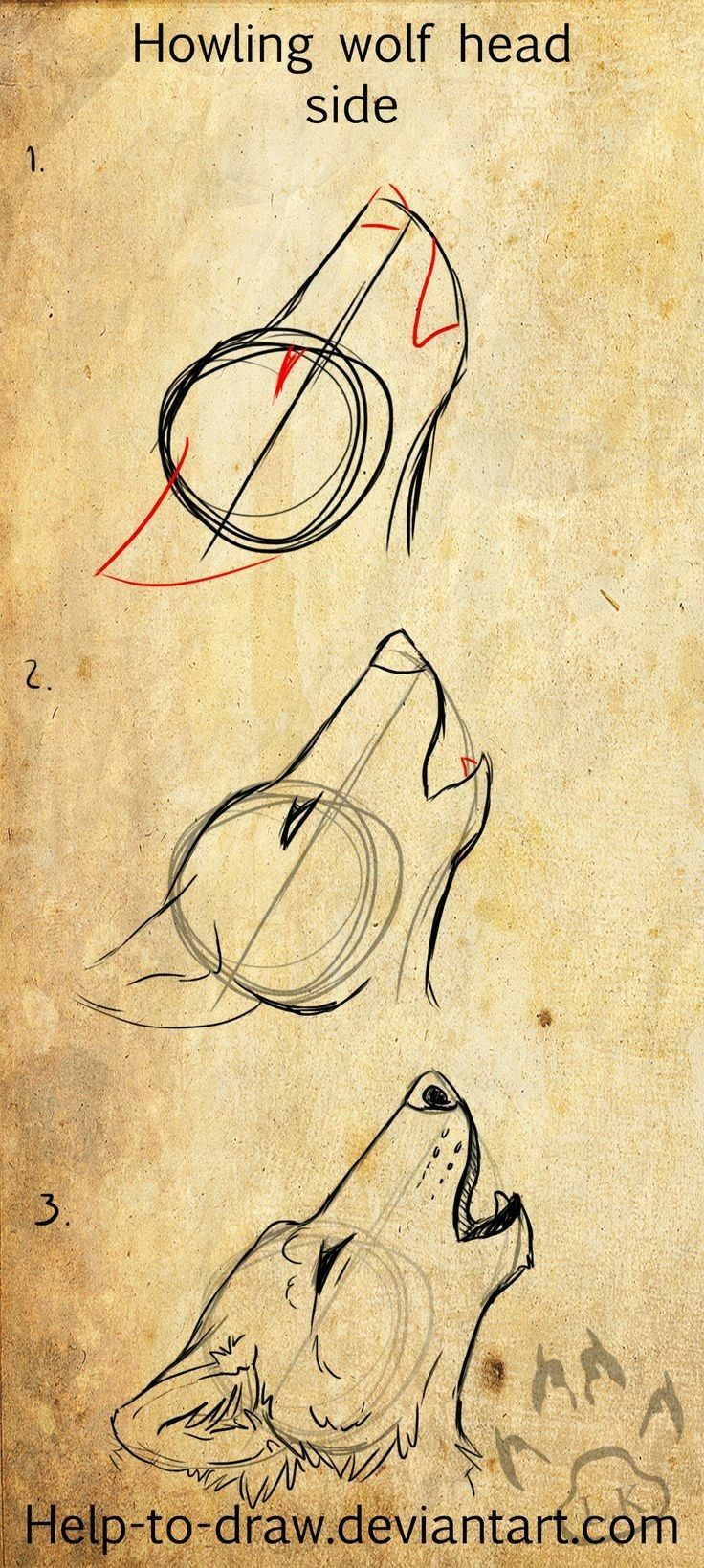 736x1639 Step By Step Drawing Wolf Head Side View. Drawing
