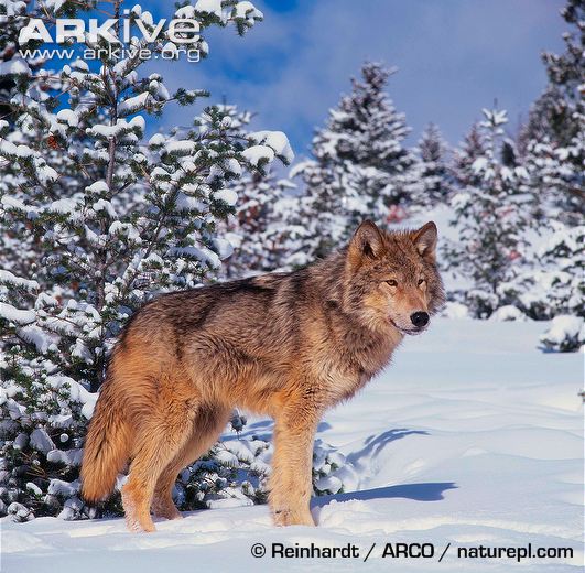 531x520 Grey Wolf Photo
