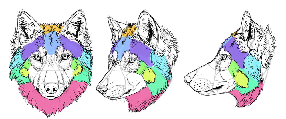 1000x416 How To Draw A Wolf Head And Shoulders, Knees And Paws